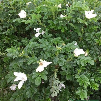 Роза морщинистая Альба, С3 - Dolina-Sad.Ru