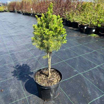 Ель канадская Коника на штамбе - Dolina-Sad.Ru