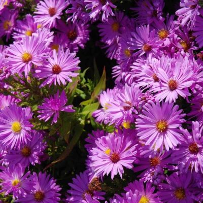 Астра кустарниковая Хербстгрусс вос Бруссурхоф Астра кустарниковая Хербстгрусс вос Бруссурхоф - Dolina-Sad.Ru