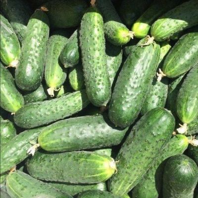 Огурец Бабушкин внучок F1 корнишон автор. - Dolina-Sad.Ru