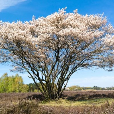 Ирга Ламарка, С3 Ирга Ламарка, С3 - Dolina-Sad.Ru