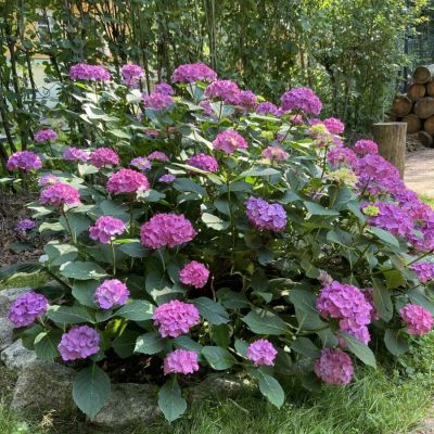 Гортензия крупнолистная Дива Гортензия крупнолистная Дива - Dolina-Sad.Ru