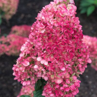 Гортензия метельчатая Стробери Блоссом, С3 - Dolina-Sad.Ru