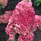 Гортензия метельчатая Стробери Блоссом, С3 - Dolina-Sad.Ru