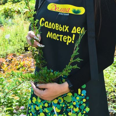 Можжевельник горизонтальный Прострата, С3 - Dolina-Sad.Ru