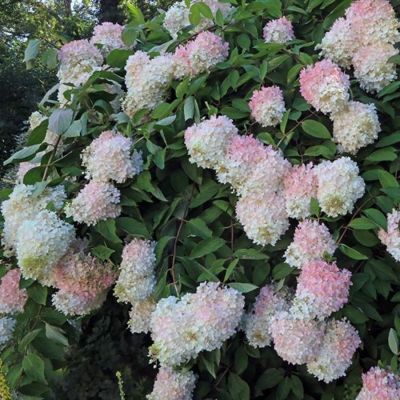 Гортензия метельчатая Грандифлора, С3 - Dolina-Sad.Ru