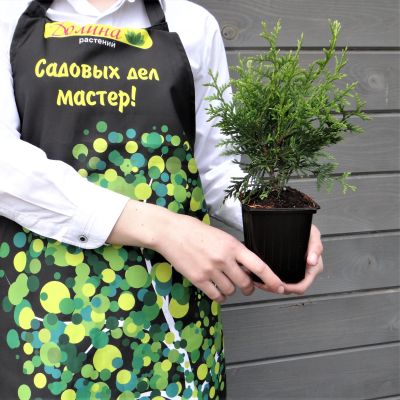 Туя западная Брабант, С2 - Dolina-Sad.Ru