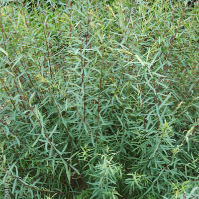 Ива пурпурная Пендула, С3 - Dolina-Sad.Ru