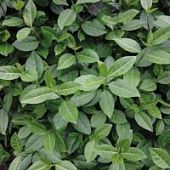 Бересклет Форчуна Дартс Бланкет Бересклет Форчуна Дартс Бланкет - Dolina-Sad.Ru