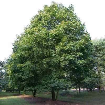 Клен остролистный, С15 - Dolina-Sad.Ru