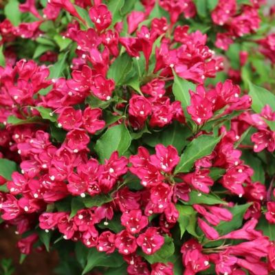 Вейгела Эвита, С3 Вейгела Эвита, С3 - Dolina-Sad.Ru