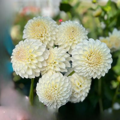 Георгина Бум-Бум Вайт - Dolina-Sad.Ru