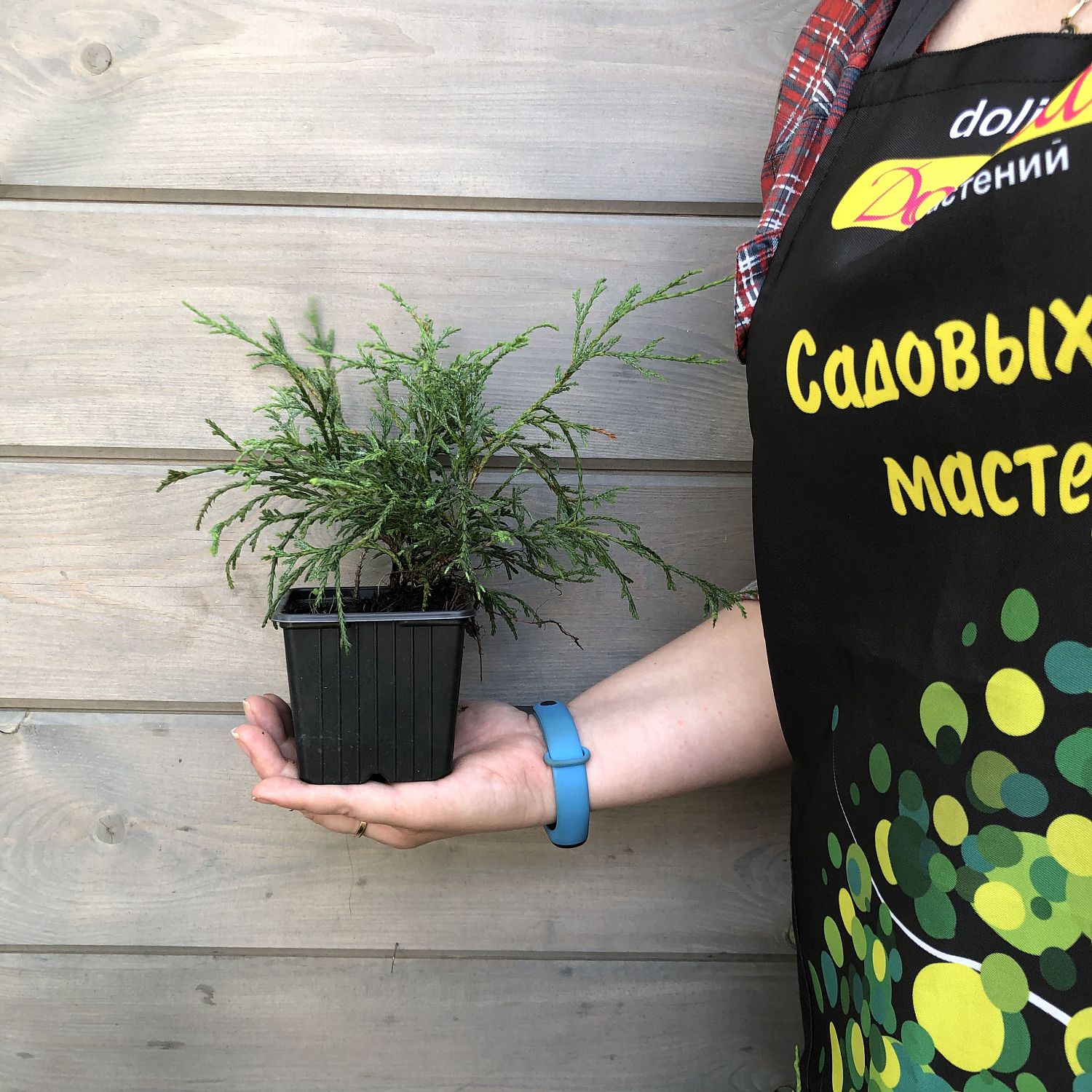 Можжевельник обыкновенный Репанда, С3 - Dolina-Sad.Ru