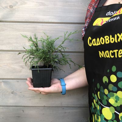 Можжевельник обыкновенный Репанда, С3 - Dolina-Sad.Ru