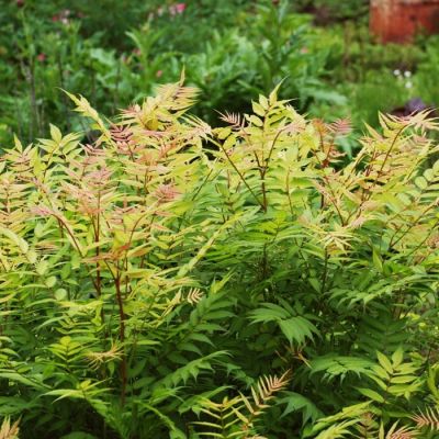 Рябинник рябинолистный Сэм - Dolina-Sad.Ru