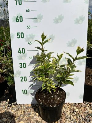 Вейгела Нана Вариегата, С3 - Dolina-Sad.Ru