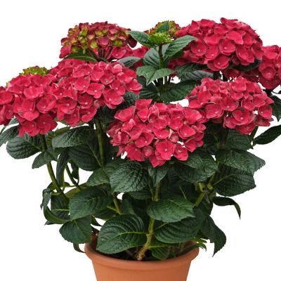 Гортензия крупнолистная Рана Гортензия крупнолистная Рана - Dolina-Sad.Ru