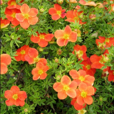 Лапчатка кустарниковая Мэрион Ред Робин, С3 - Dolina-Sad.Ru