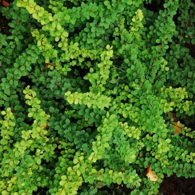 Барбарис Тунберга Грин Орнамент, С2 - Dolina-Sad.Ru