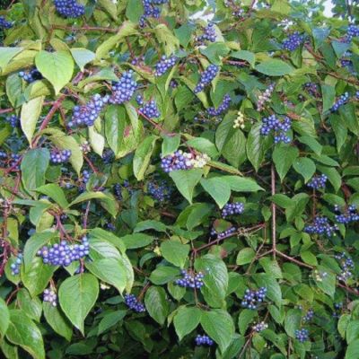 Дерен душистый Блю Клауд, С2 Дерен душистый Блю Клауд, С2 - Dolina-Sad.Ru