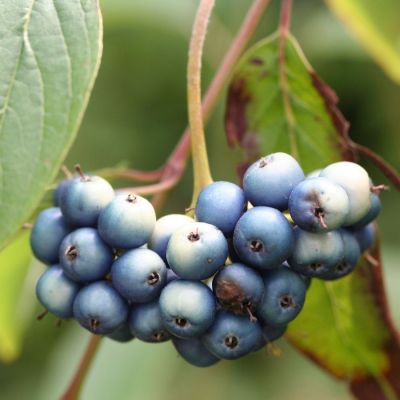 Дерен душистый Блю Клауд, С3 Дерен душистый Блю Клауд, С3 - Dolina-Sad.Ru