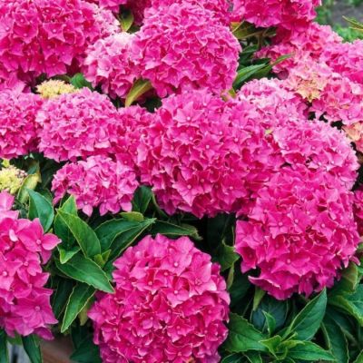 Гортензия крупнолистная Товелит - Dolina-Sad.Ru