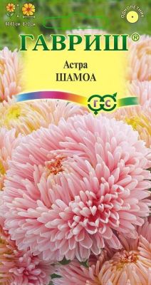 Астра Шамоа, однолетняя (пионовидная) кремовая) 0,3 г фото