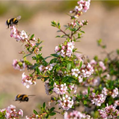 Эскаллония Пинк Карпет - Dolina-Sad.Ru