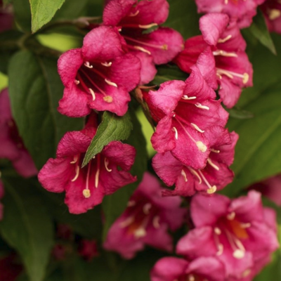 Вейгела Бристол Руби, С3 - Dolina-Sad.Ru