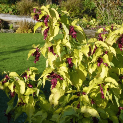 Лейцестерия красивая Голден Лантернс фото