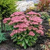 Седум видный Седум видный - Dolina-Sad.Ru