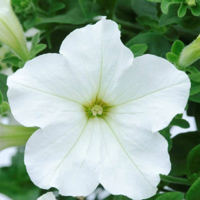 Петуния Престо Вайт - Dolina-Sad.Ru