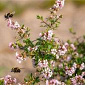 Эскаллония Пинк Карпет Эскаллония Пинк Карпет - Dolina-Sad.Ru