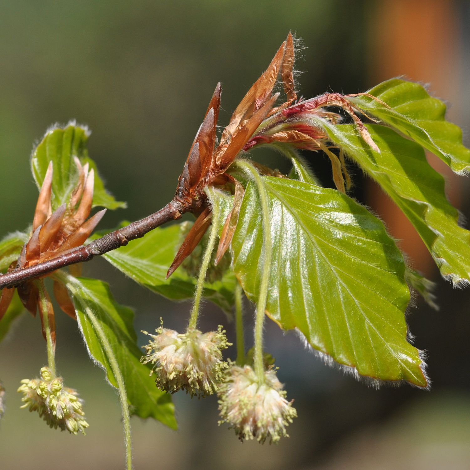 Бук европейский, С5 (125-150 см) - Dolina-Sad.Ru