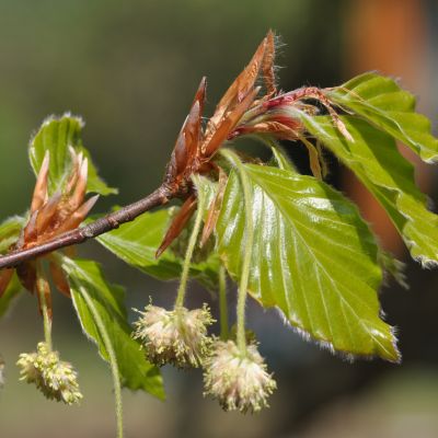 Бук европейский, С5 (125-150 см) - Dolina-Sad.Ru