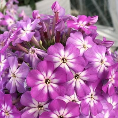 Флокс метельчатый Флейм Про Виолет Шарм , С1,5 фото