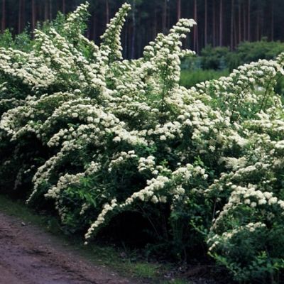 Спирея ниппонская Сноумаунд, С3 - Dolina-Sad.Ru