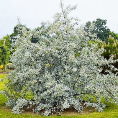 Лох узколистный, С3 - Dolina-Sad.Ru