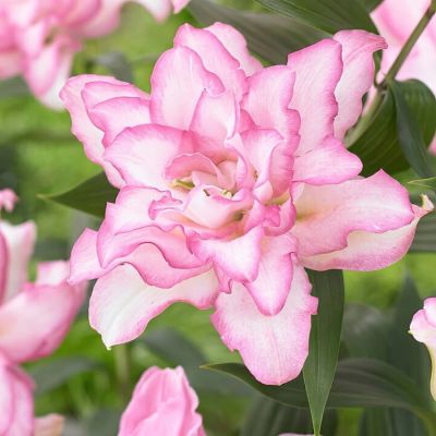 Лилия Роузлили Аннушка - Dolina-Sad.Ru