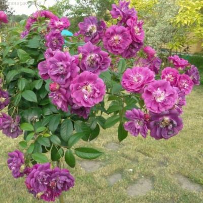 Роза Перпл Эден в горшке - Dolina-Sad.Ru