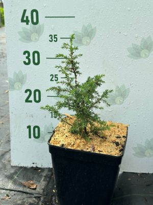 Можжевельник обыкновенный Суецика, С3 Можжевельник обыкновенный Суецика, С3 - Dolina-Sad.Ru