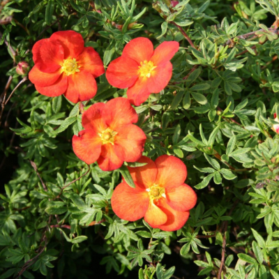 Лапчатка кустарниковая Мэрион Ред Робин, С3 - Dolina-Sad.Ru