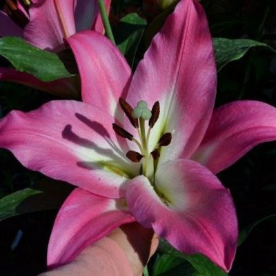 Лилия Брузаго Лилия Брузаго - Dolina-Sad.Ru