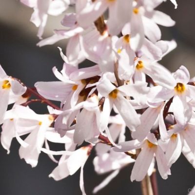 Абелиолистник двурядный - Dolina-Sad.Ru