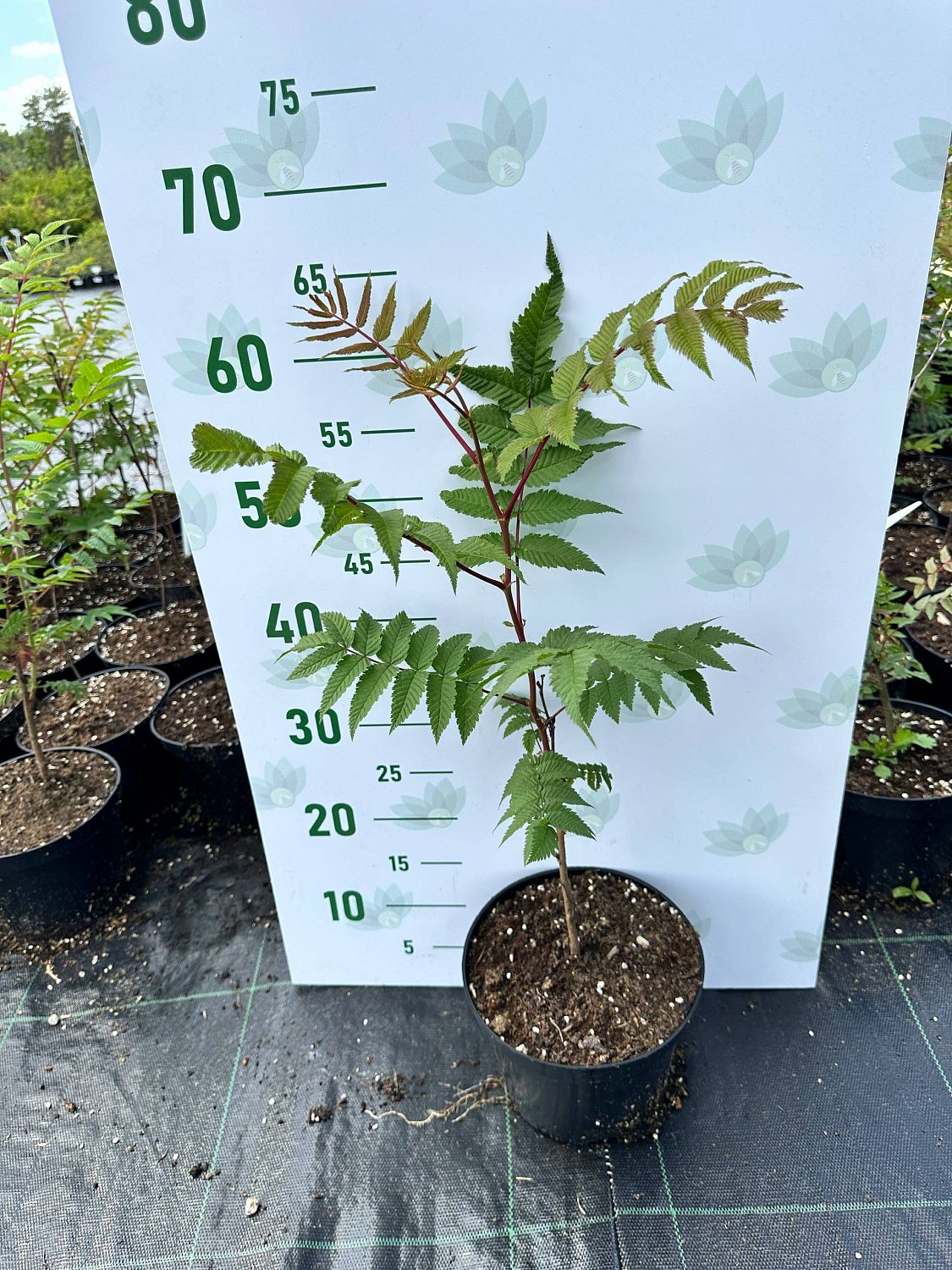 Рябинник рябинолистный, С3 - Dolina-Sad.Ru