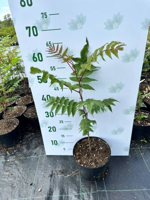 Рябинник рябинолистный, С3 - Dolina-Sad.Ru