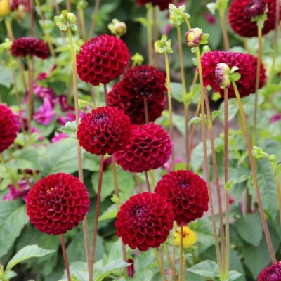 Георгина Натал - Dolina-Sad.Ru