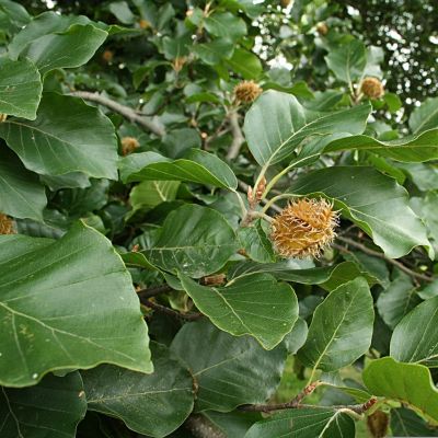 Бук европейский, С15 (80-100 см) - Dolina-Sad.Ru