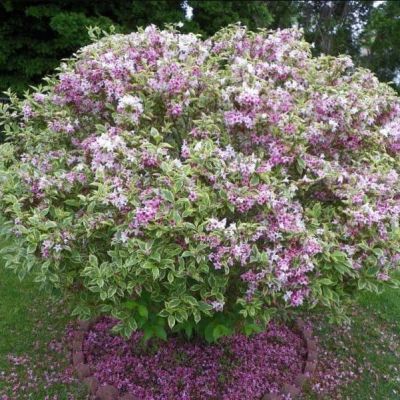 Вейгела Нана Вариегата, С3 - Dolina-Sad.Ru