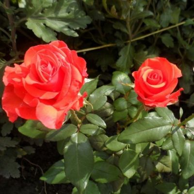 Роза Корветте в горшке - Dolina-Sad.Ru